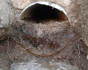 Roots in Culvert